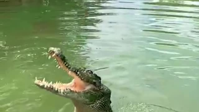 Crocodile jumping and dancing 2021