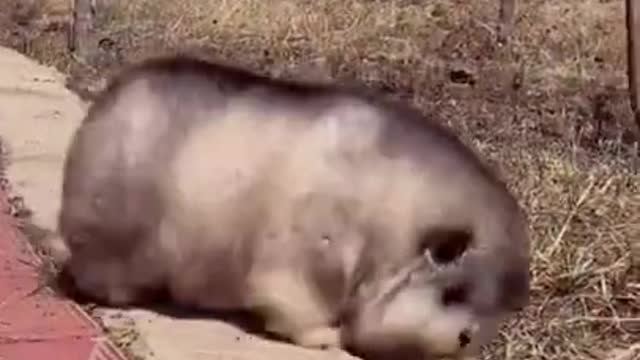 Latest version of the year |Funny fat pet dog|Interesting pet dogs and cats