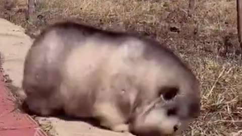 Latest version of the year |Funny fat pet dog|Interesting pet dogs and cats