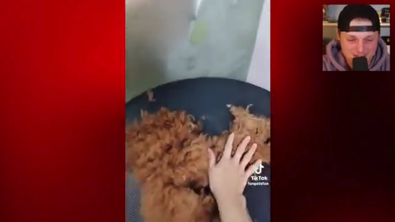 Rescue Dogs Getting A Trim