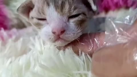 German curly cat, the longer the more beautiful, the small face is really beautiful