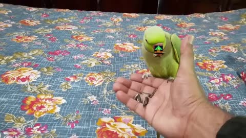 PARROT PLAYING