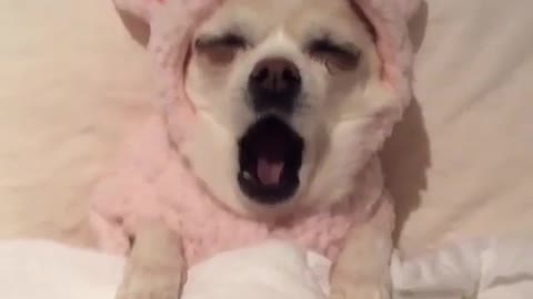 A cute dog