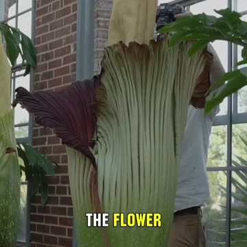 You Won't Want To Smell This Giant Flower When It Blooms!
