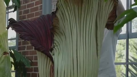 You Won't Want To Smell This Giant Flower When It Blooms!