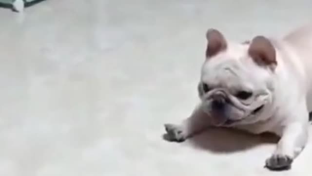 litle cute dogs reactions