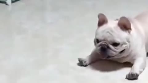 litle cute dogs reactions