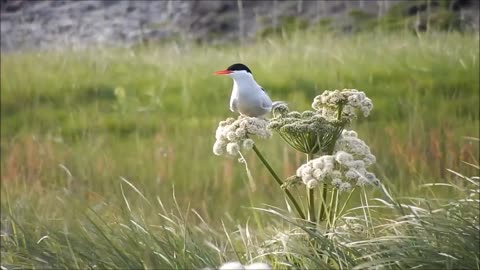 Birds stalk tweets in the wild