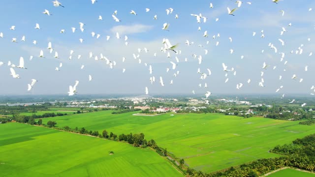 Isn't it nice to fly a flock of birds in the clear skies of the countryside?