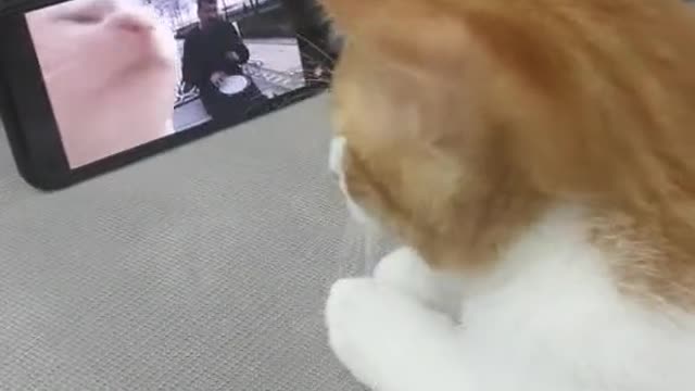 Funny Cat neck move😂