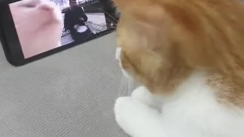 Funny Cat neck move😂