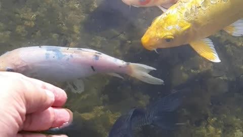 Playing with fish