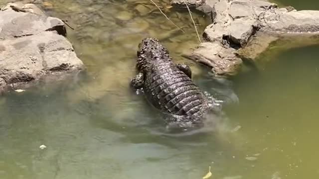 The crocodile