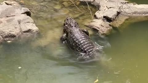 The crocodile