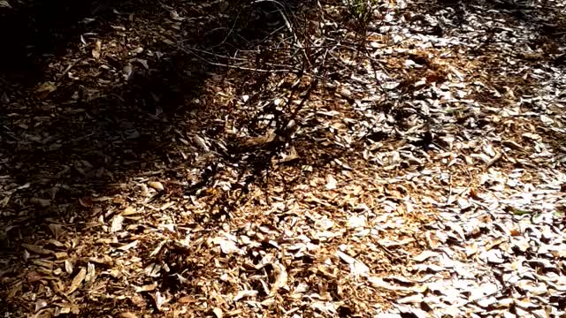 Wood Chips Down on Sermons Farm