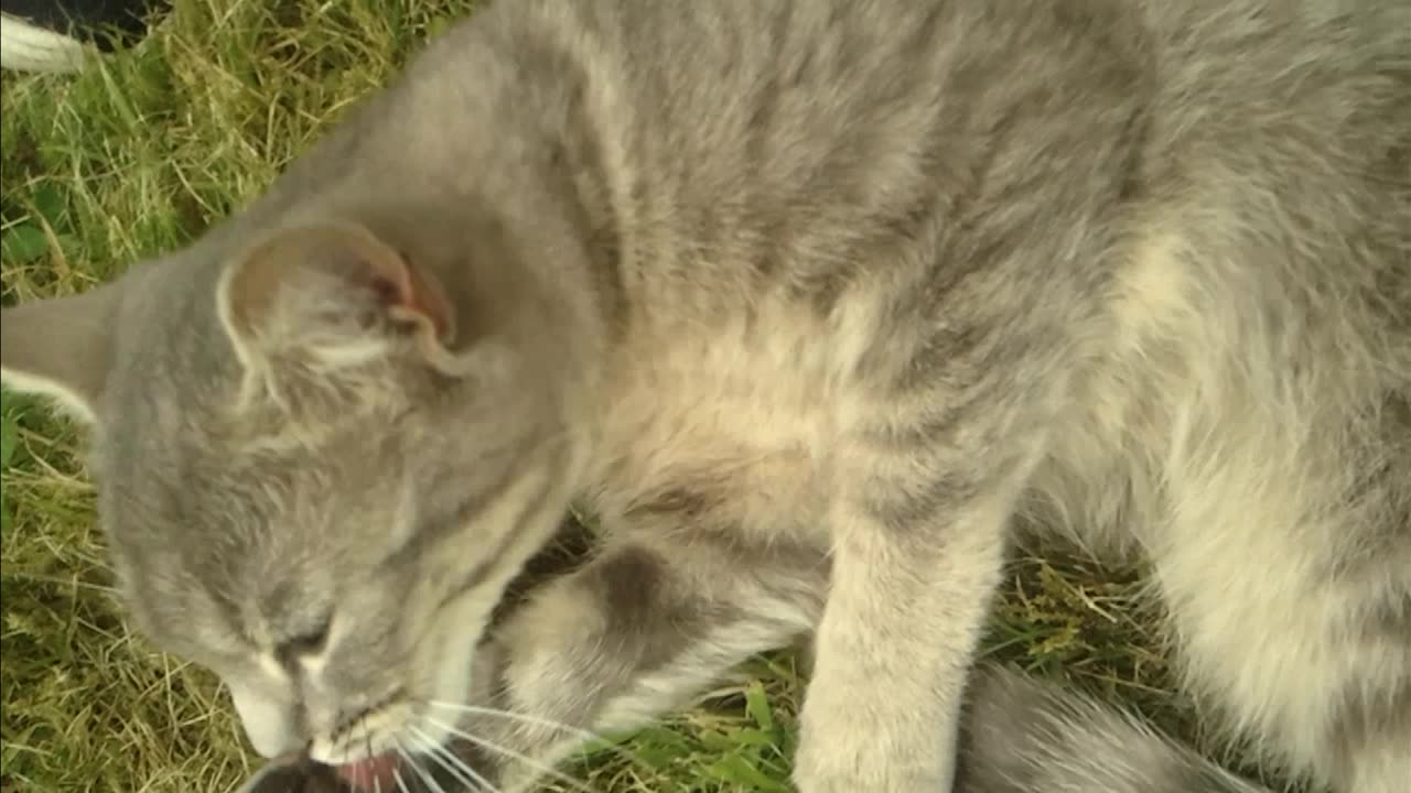 A cat lies in the meadow and cleans itself while birds chirp in the background