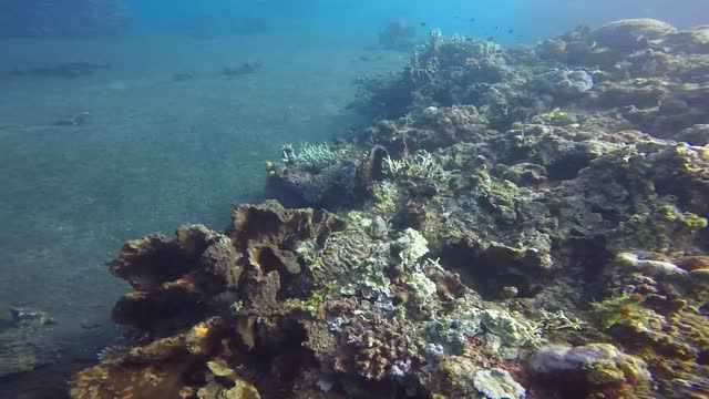 Scuba diving in Bali