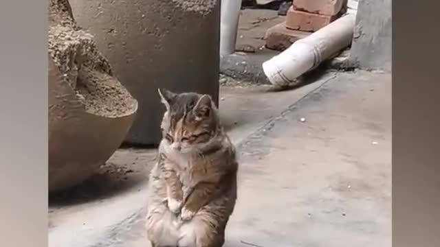 OMG So Cute ♥ Best Funny Cat Videos 2021