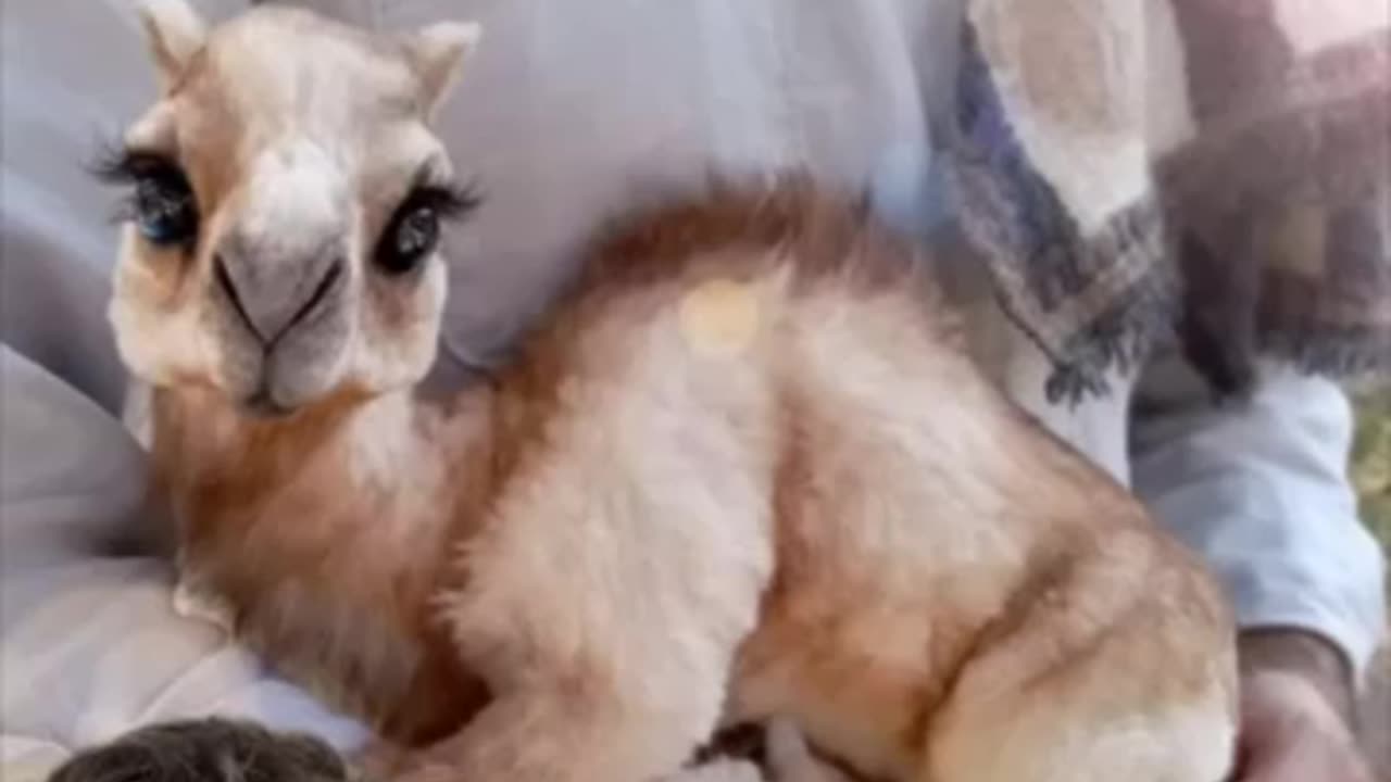 they didnt actually scary