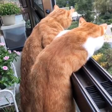 قطط مضحكة 🤣😂