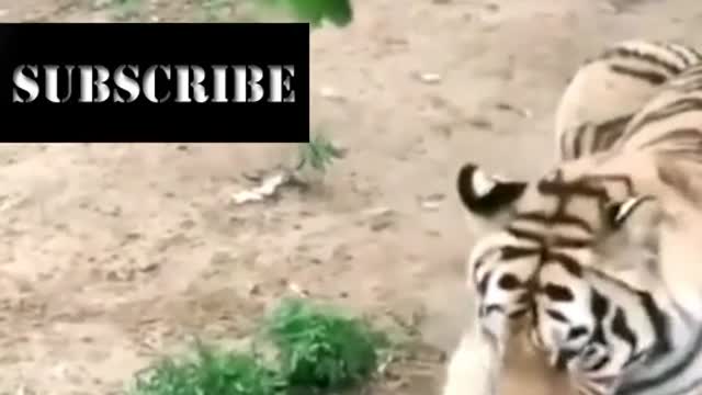 Funny videos