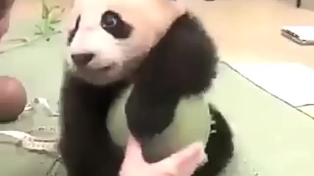 Panda fun time