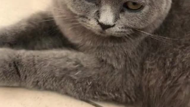 amazing and fun videos