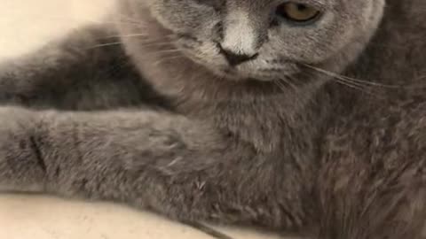 amazing and fun videos