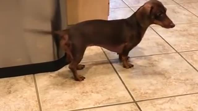 Sausage dog hitting its tail in the wastebasket. Country dog kkkkk