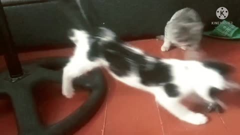 Funny kittens