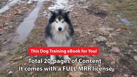 Dog Training ebook / Dog Training Tips and Tricks