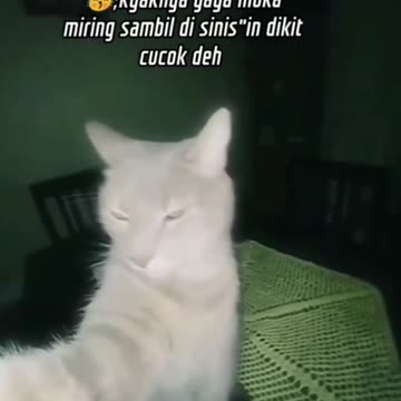 Hilarious White Cat Selfie Photo