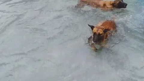 Two Belgian Malinois Catch Fish #dogtraining