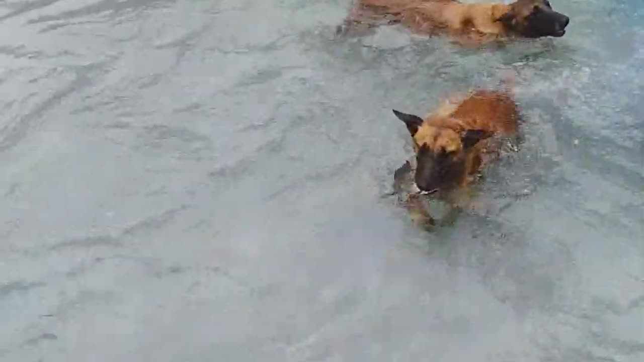 Two Belgian Malinois Catch Fish #dogtraining