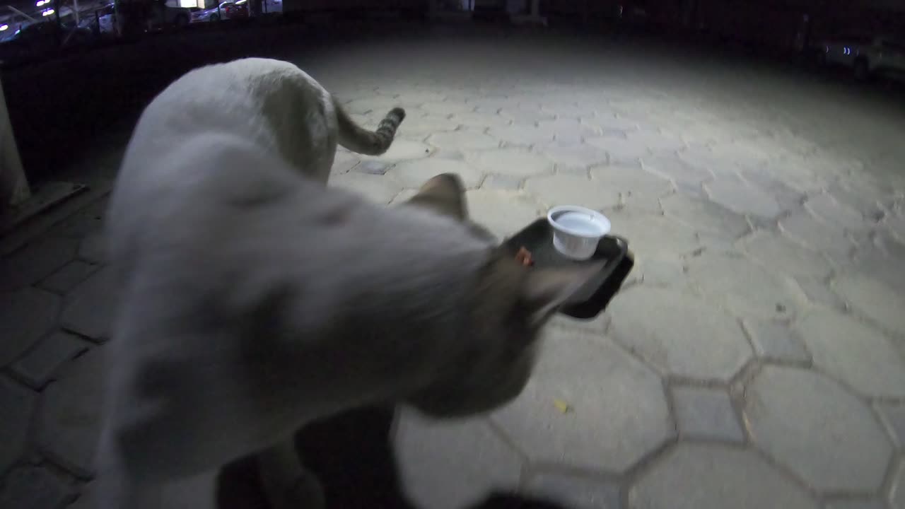 STING - Homeless cat in Ras Al Khaimah, UAE #cat #cats #Sting #emirates #ae #UAE #us #food #homeless