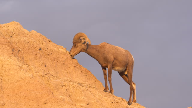 Bighorn Sheep Badlands