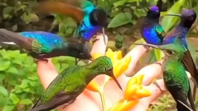 Beautiful birds