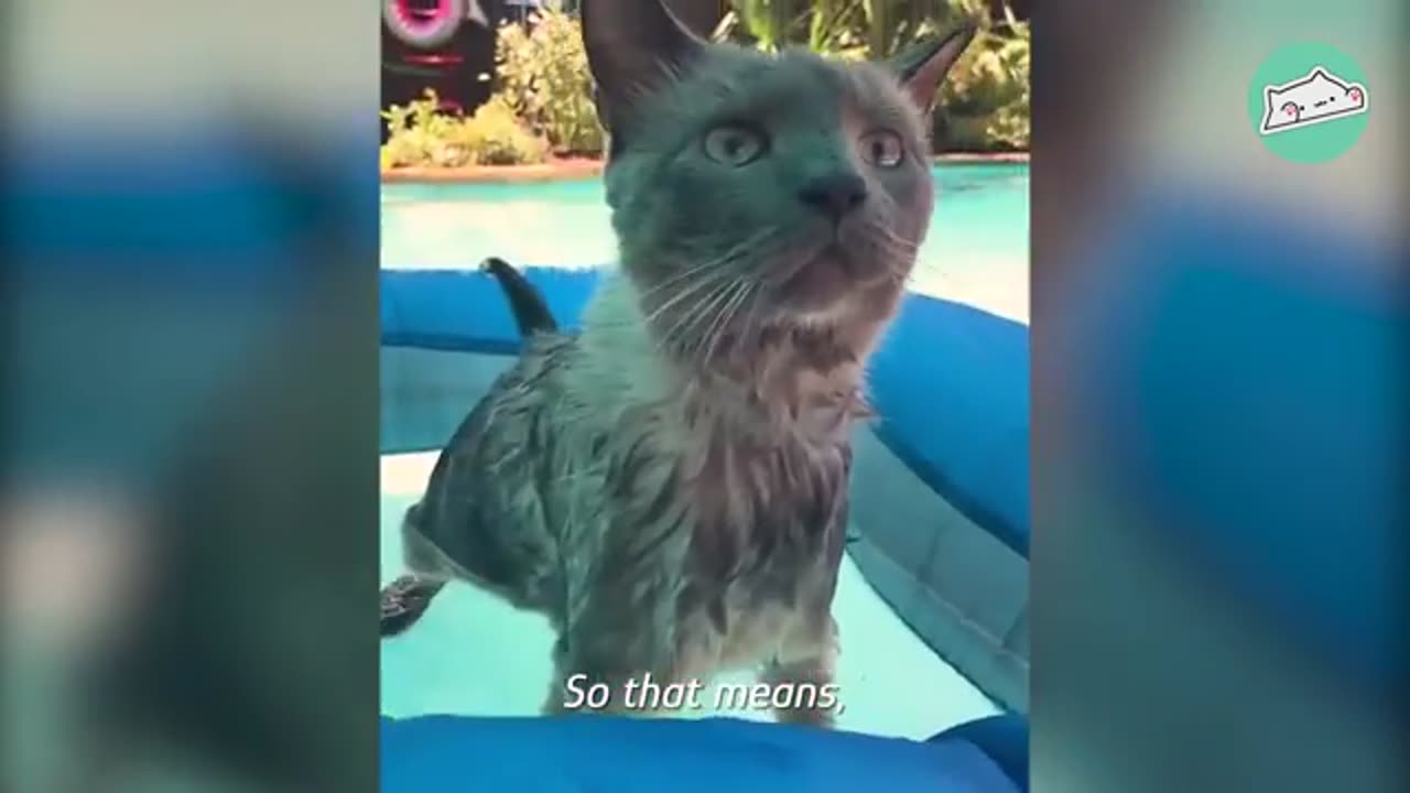 Cat Jumps In The Ocean And Surprises Everyone