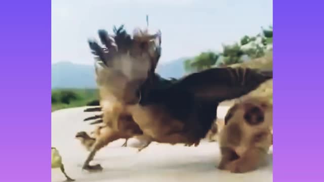 Cutest Puppy and chickens are fighting because of eating egg of chicken