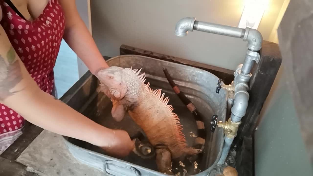 Iguana's Spa Day