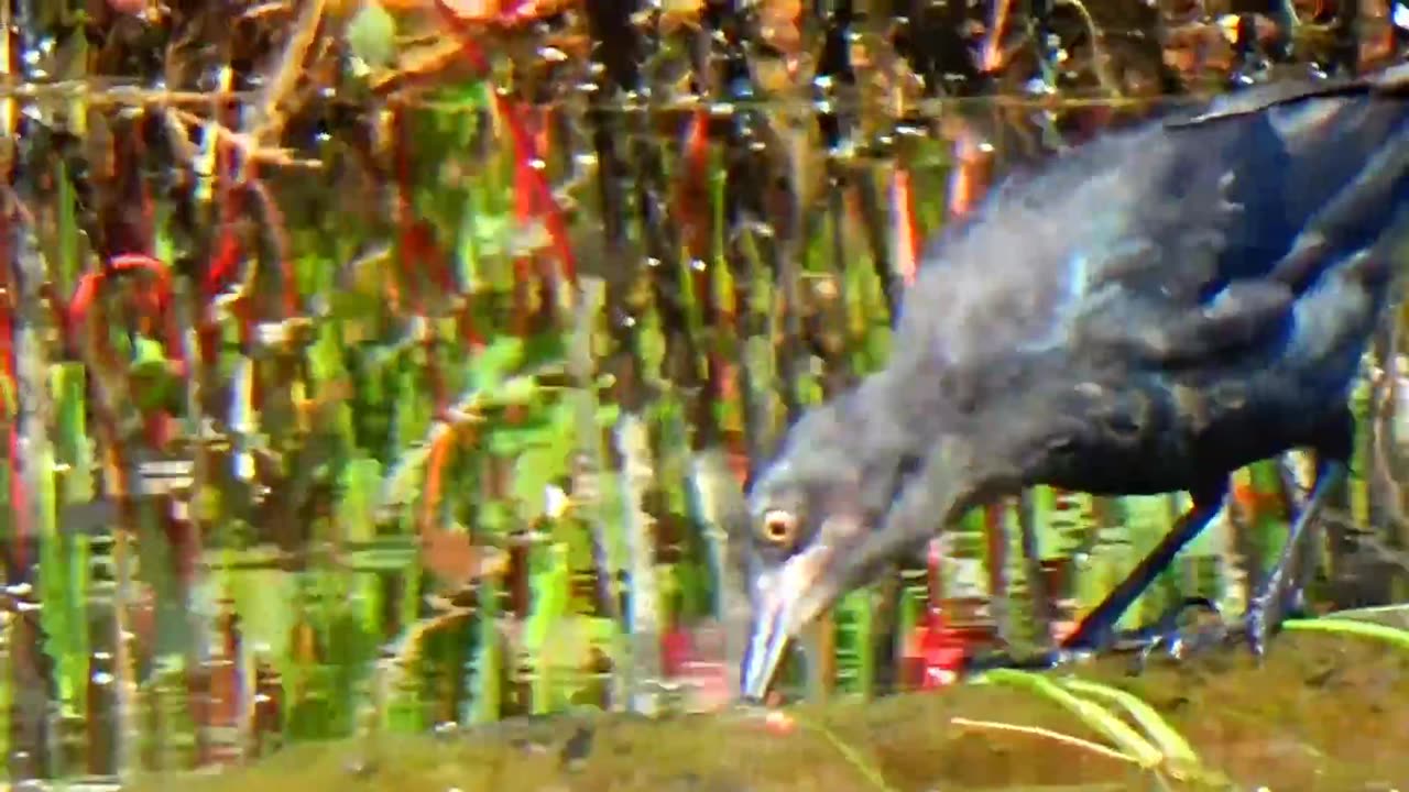 Rusty Blackbird