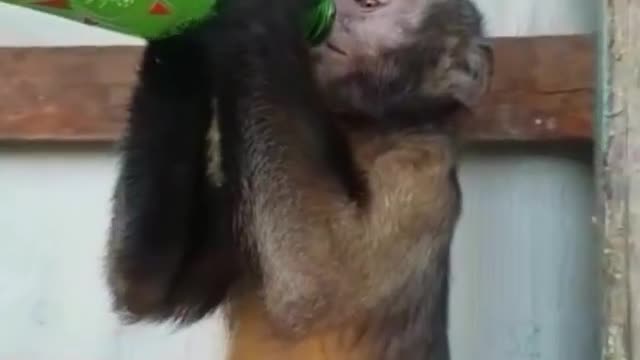 Funny video monkey drinking hard drink