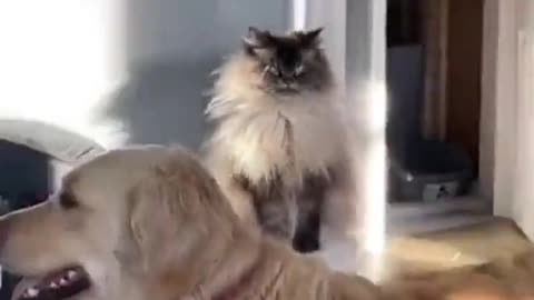 Run Buddy, run while you have a chance!