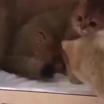 mother cat overpowers babies in a new home #cats #cat #shorts