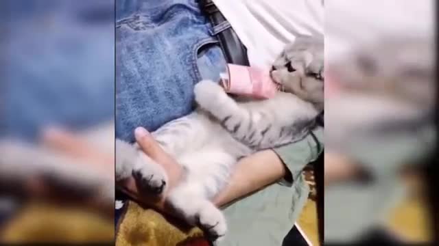 Cute and Funny Cat Videos Compilation Aww Animals