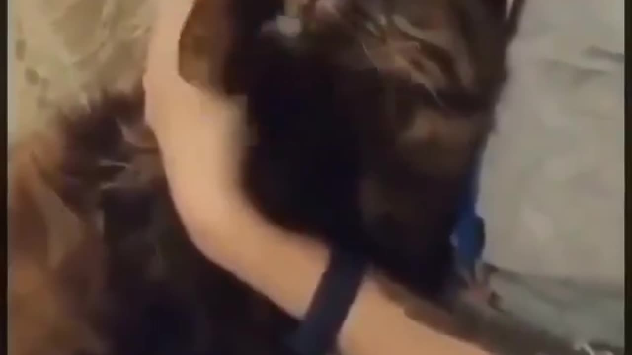 cat moving its hands