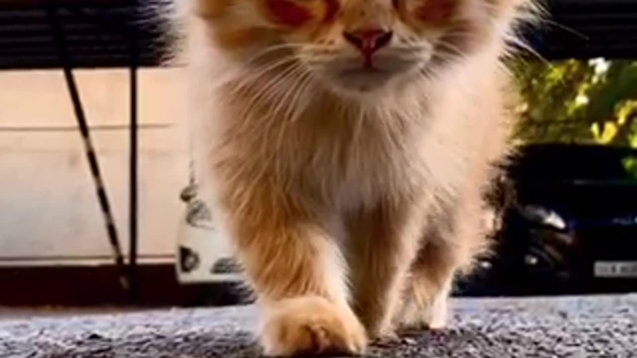 Cat walking slow motion video lovely walk 😍