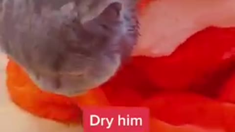 Funny video of pets