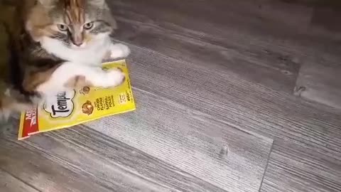 Cat Guards Treats Funny