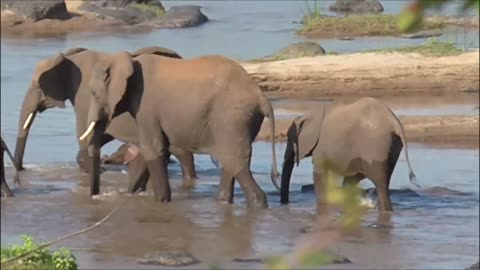 Look at this tiny elephant crossing the river